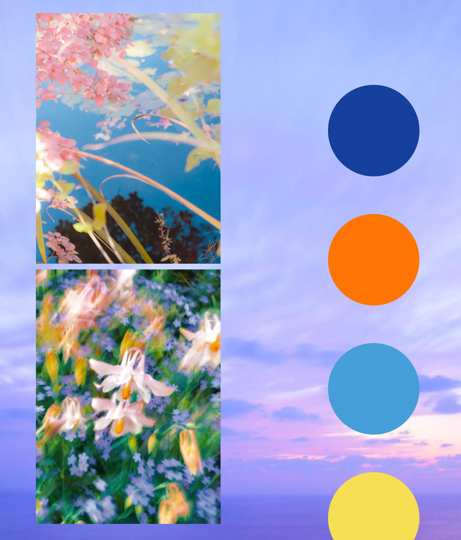 Floral photographs beside a palette of blue, orange, sky and yellow
